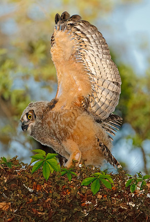 Great Horned Owlet