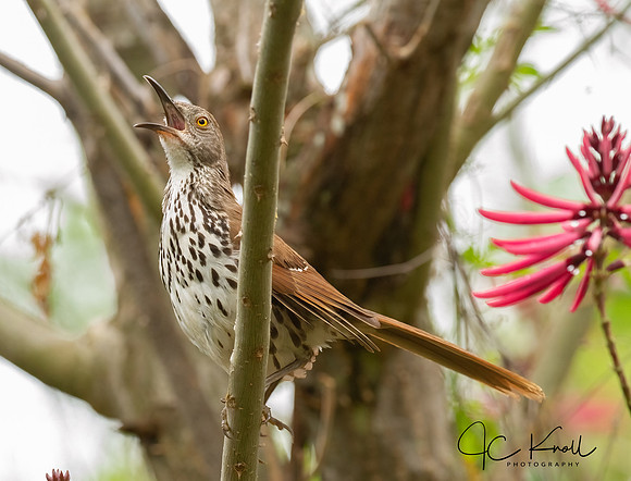 Long-billed Thrasher in Cherokee Bean Tree