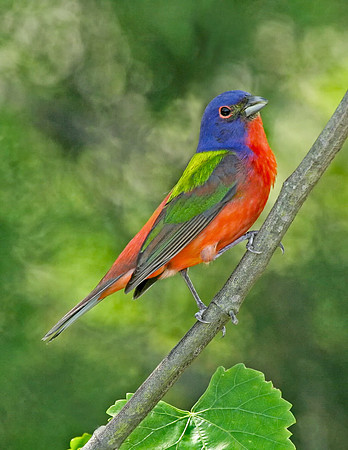 Painted Bunting (M)