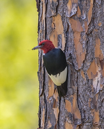 Red-headed Woodpecker