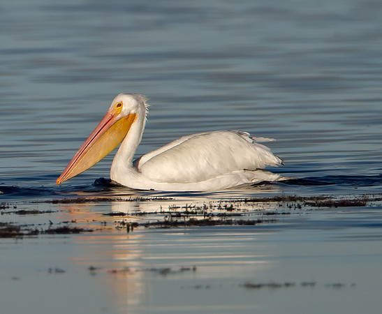 American White Pelican