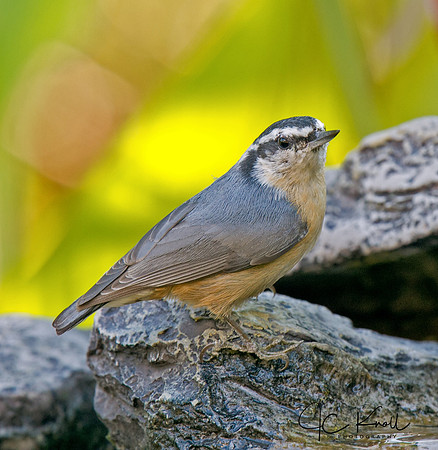 Red-breasted Nuthatch