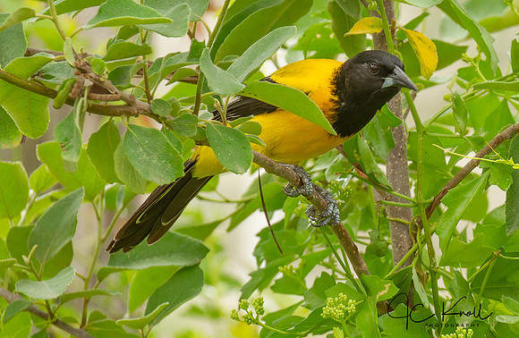 Audubon's Oriole