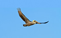 Brown Pelican