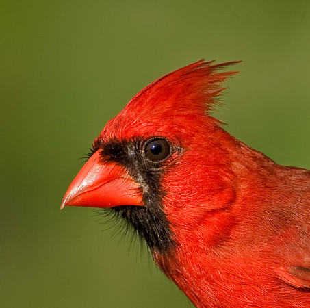 Northern Cardinal (M)