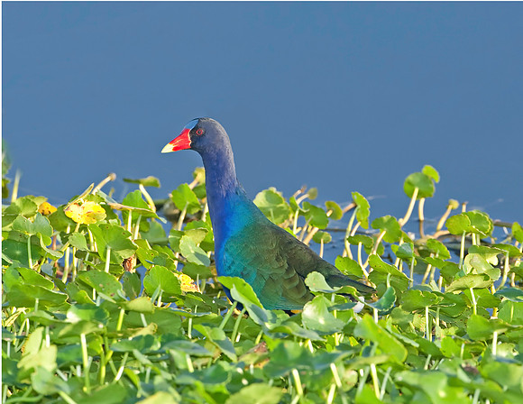 Purple Gallinule