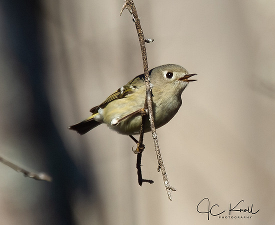 Ruby-crowned Kinglet (F)