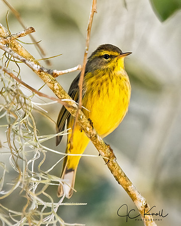 Palm Warbler (Yellow)