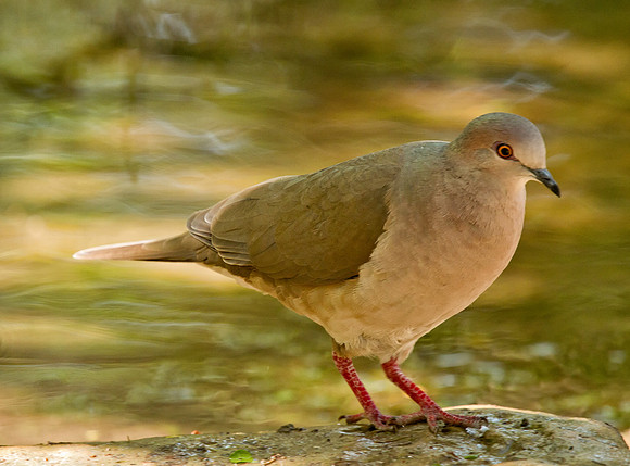 White-tipped Dove