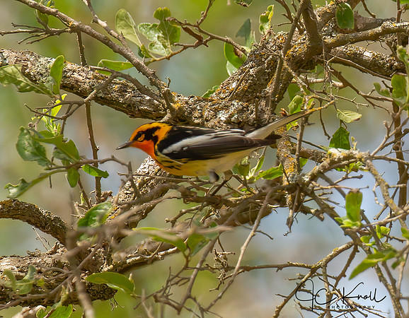 Blackburnian Warbler (M)