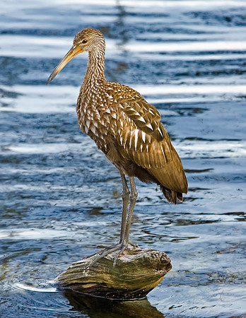 Limpkin