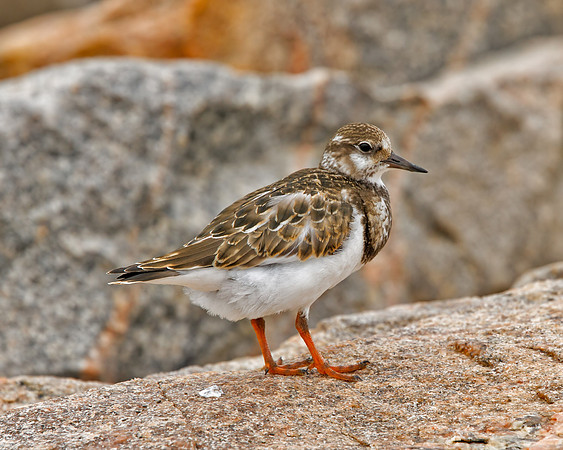 Ruddy Turnstone