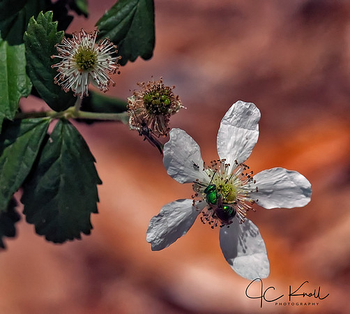 Blackberry