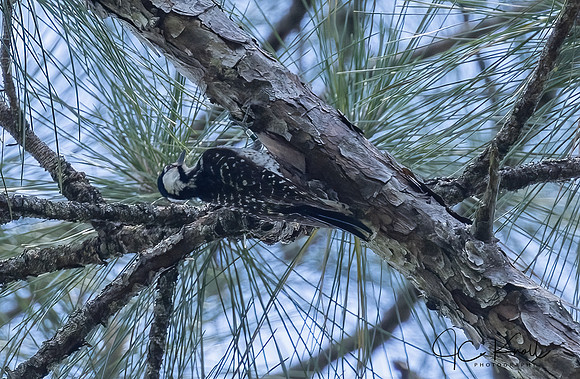 Red-cockaded Woodpecker (F)