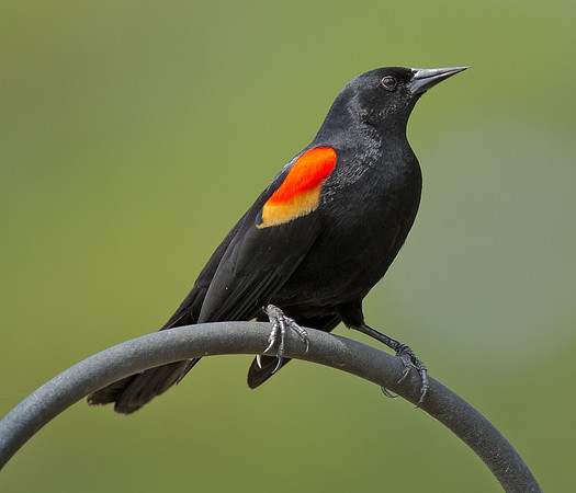 Red-winged Blackbird (M)
