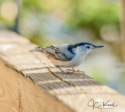 White-breasted Nuthatch