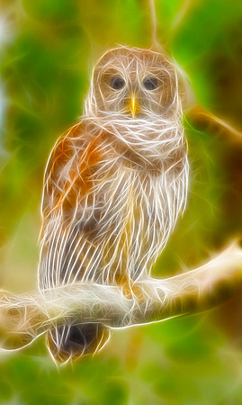 Barred Owl