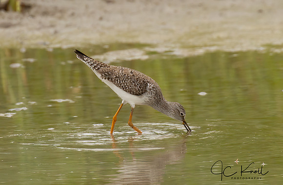 Lesser Yellowlegs