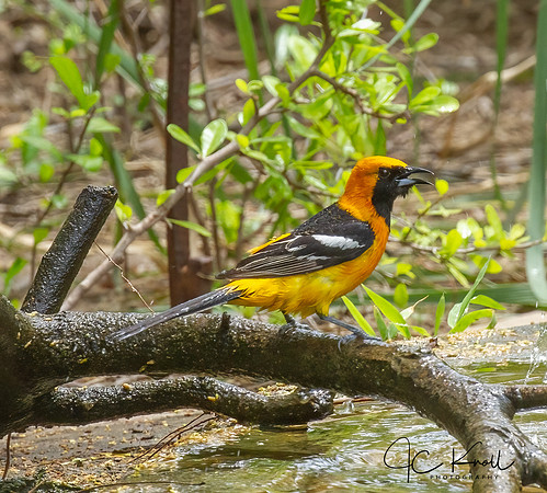 Hooded Oriole (M)