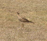 Upland Sandpiper
