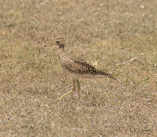 Upland Sandpiper