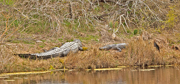 American Alligators