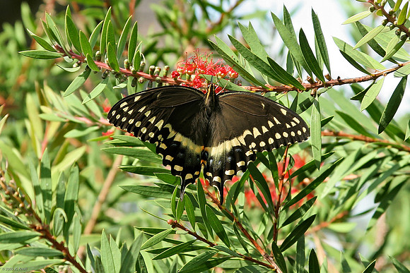 Palamedes Swallowtail