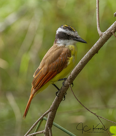 Great Kiskadee