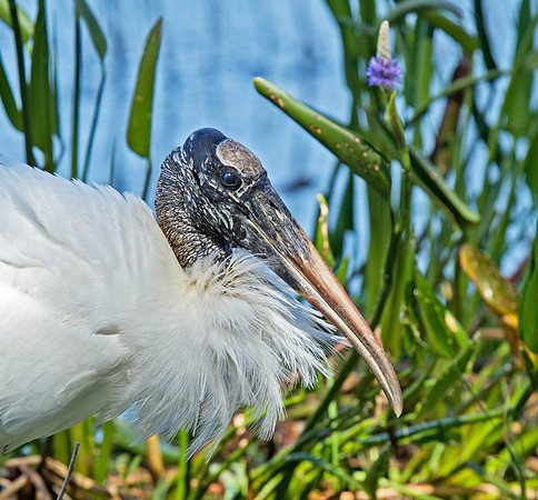 Wood Stork