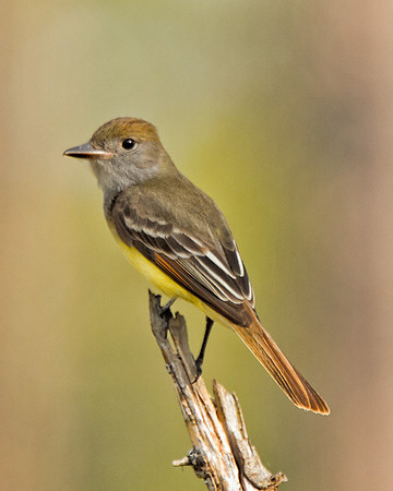 Great-crested Flycatcher