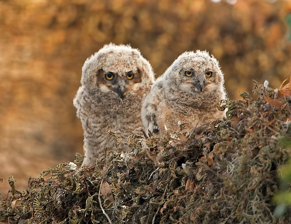 Great Horned Owlets