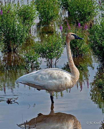 Whooper Swan