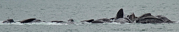 Humpback Whales Bubble-netting.