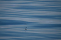 Leach's Storm-petrel