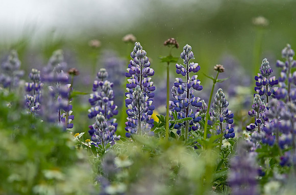 Arctic Lupine