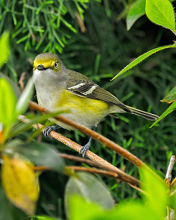 White-eyed Vireo