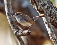 Bewick's Wren