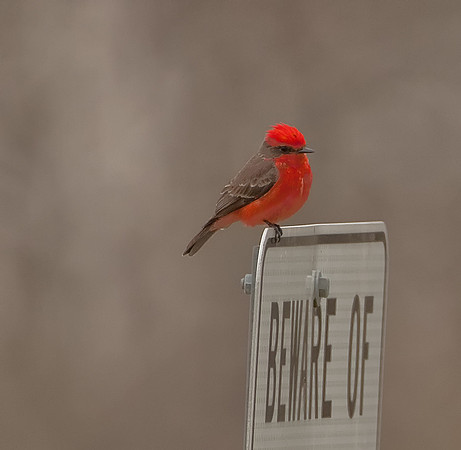 Vermillion Flycatcher (M)
