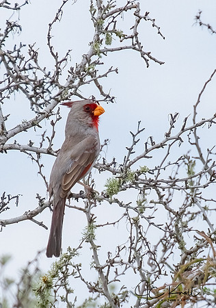 Pyrrhuloxia