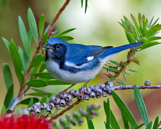 Black-throated Blue Warbler (M)
