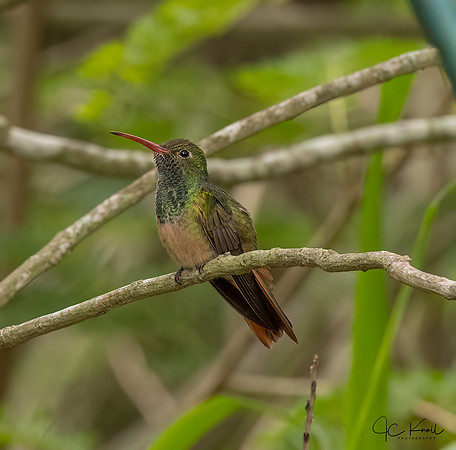 Buff-bellied Hummingbird
