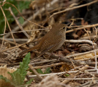 House Wren