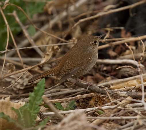 House Wren