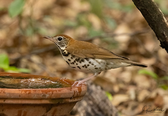 Wood Thrush