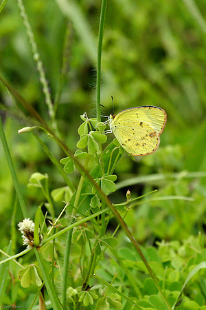 Little Yellow