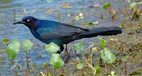 Boat-tailed Grackle (M)