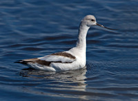 American Avocet