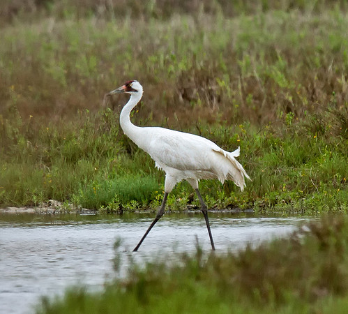 Whooping Crane