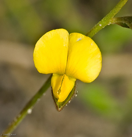 Birdsfoot Trefoil