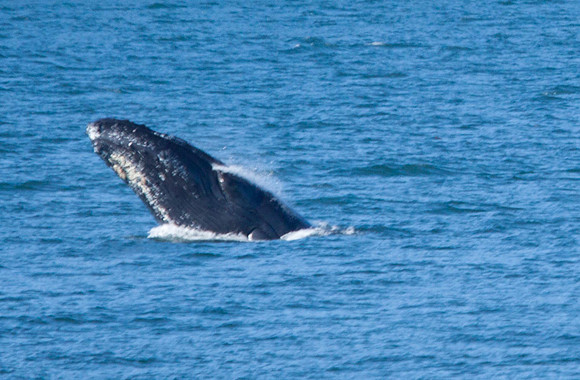 Hump-backed Whale